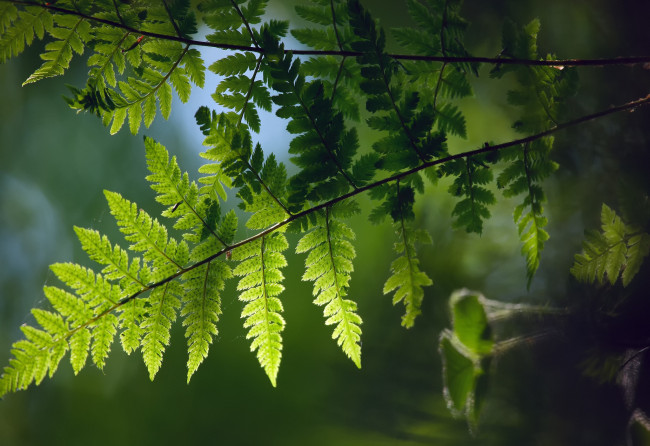 Обои картинки фото природа, макро, фернс, ветка, весна, папоротник