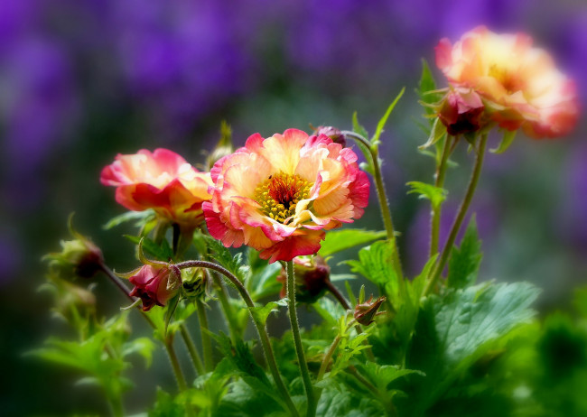 Обои картинки фото цветы, гравилат, боке, бутоны, лепестки