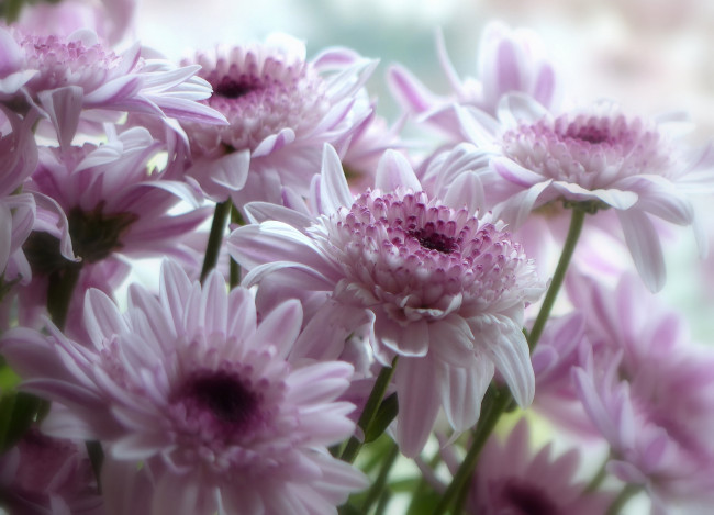 Обои картинки фото цветы, герберы, лепестки, макро, розовые