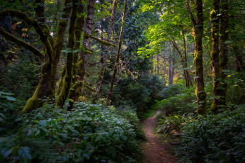 Картинка природа лес простор