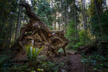 Картинка природа лес простор