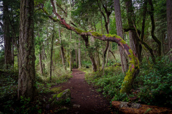 Картинка природа лес простор