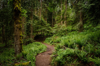 Картинка природа лес простор