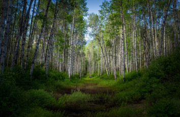 Картинка природа лес простор