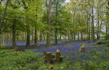 Картинка природа поля простор