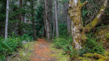 Картинка природа лес простор