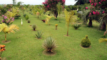 Картинка природа парк пальмы