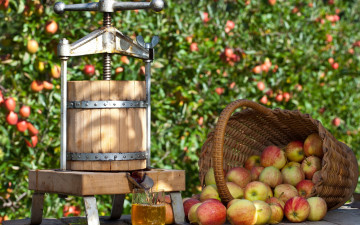 Картинка еда Яблоки яблоки