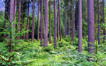 Картинка природа лес сосны елочки