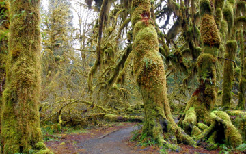 Картинка природа лес стволы мох