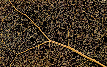 Картинка природа макро лист прожилки