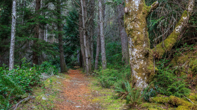 Обои картинки фото природа, лес, простор