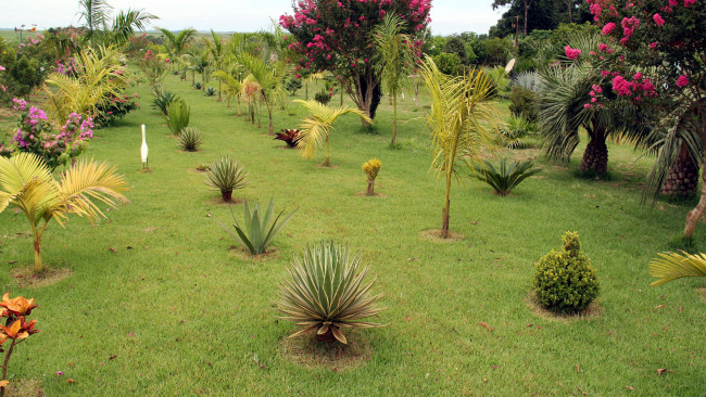 Обои картинки фото природа, парк, пальмы