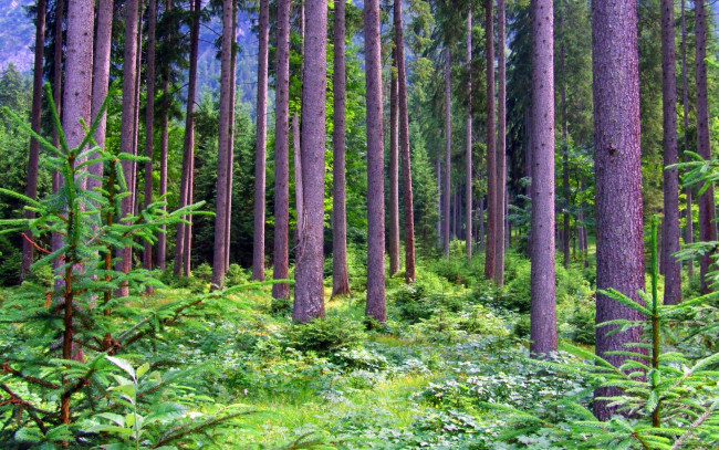 Обои картинки фото природа, лес, сосны, елочки