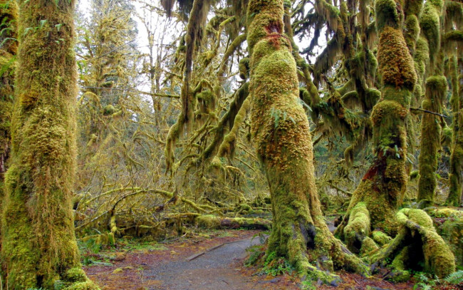 Обои картинки фото природа, лес, стволы, мох