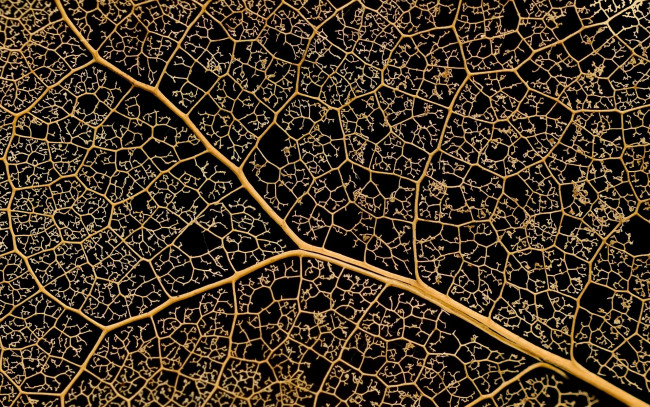 Обои картинки фото природа, макро, лист, прожилки