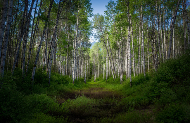 Обои картинки фото природа, лес, простор