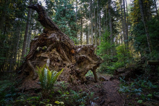 Обои картинки фото природа, лес, простор