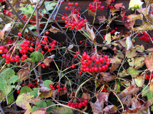 обоя природа, ягоды, осень, листья