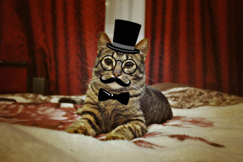 обоя юмор и приколы, смотрит