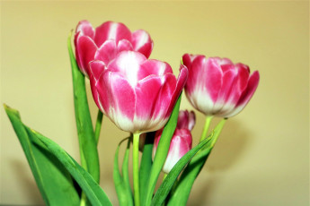 Картинка цветы тюльпаны двухцветные