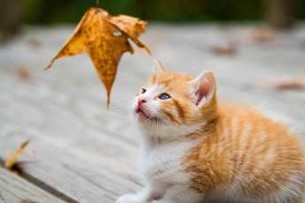 Картинка кошки животные коты