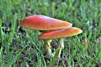 Картинка природа грибы дуэт