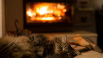 Картинка кошки животные коты