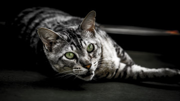 Картинка кошки животные коты