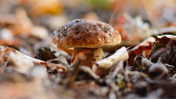 Картинка природа грибы боровик