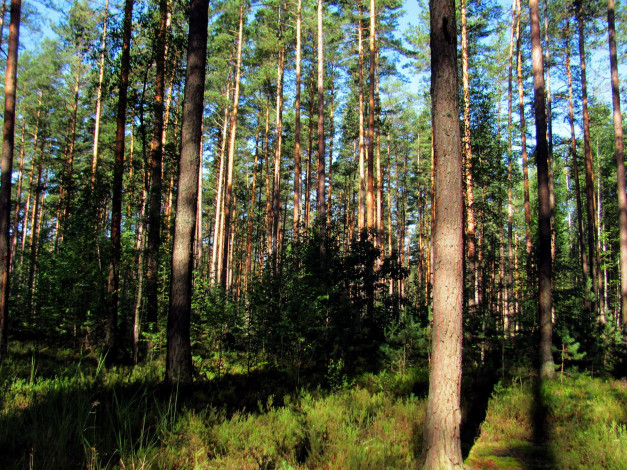 Обои картинки фото природа, лес, сосны