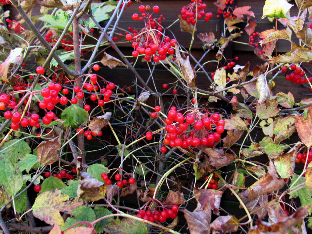 Обои картинки фото природа, ягоды, осень, листья