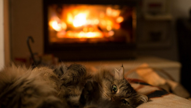 Обои картинки фото кошки, животные, коты