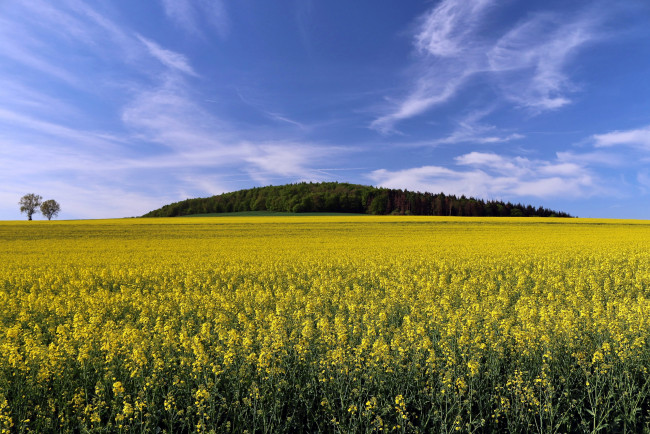 Обои картинки фото природа, поля, рапс