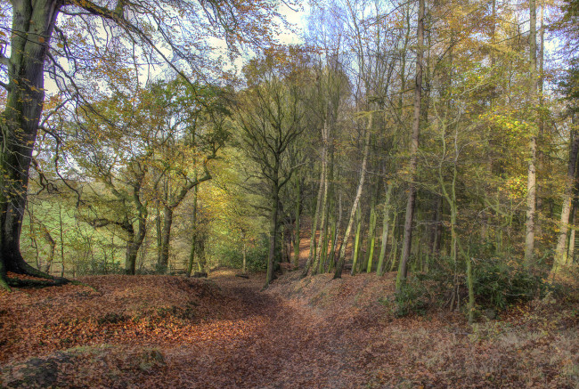 Обои картинки фото природа, лес, простор