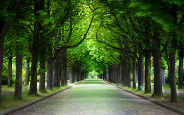 Картинка природа парк деревья аллея