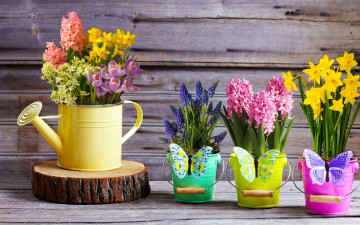 Картинка цветы разные+вместе крокусы гиацинты мускари нарциссы