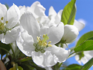 обоя цветы, цветущие, деревья, кустарники