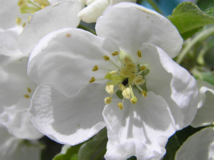 обоя цветы, цветущие, деревья, кустарники