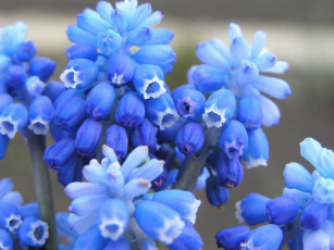 Картинка цветы гиацинты