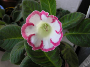 Картинка цветы глоксиния синнингия