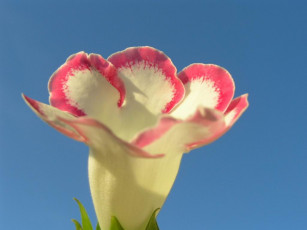 Картинка цветы глоксиния синнингия