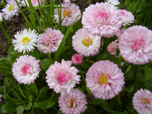 Картинка маргаритки цветы