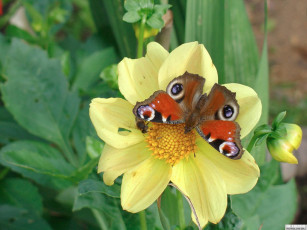 Картинка животные бабочки