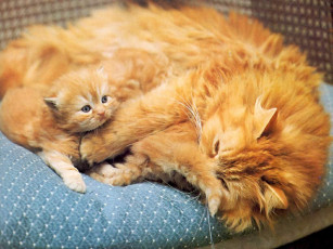 Картинка животные коты