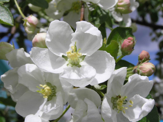 Обои картинки фото цветы, цветущие, деревья, кустарники