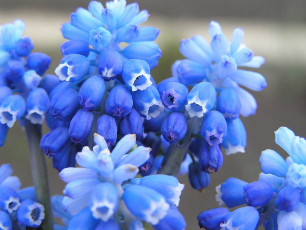 Обои картинки фото цветы, гиацинты