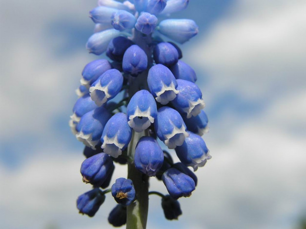 Обои картинки фото цветы, гиацинты