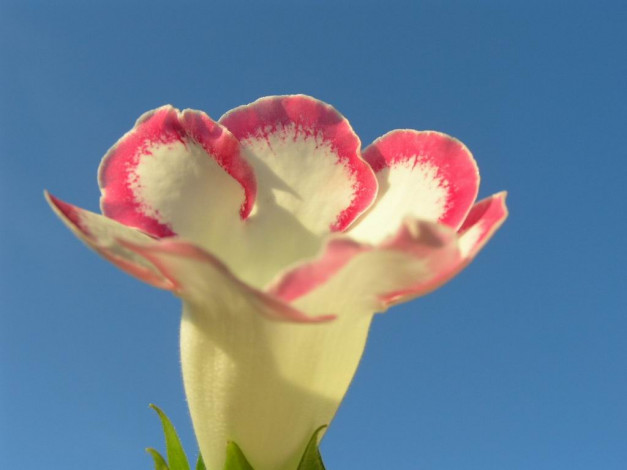 Обои картинки фото цветы, глоксиния, синнингия