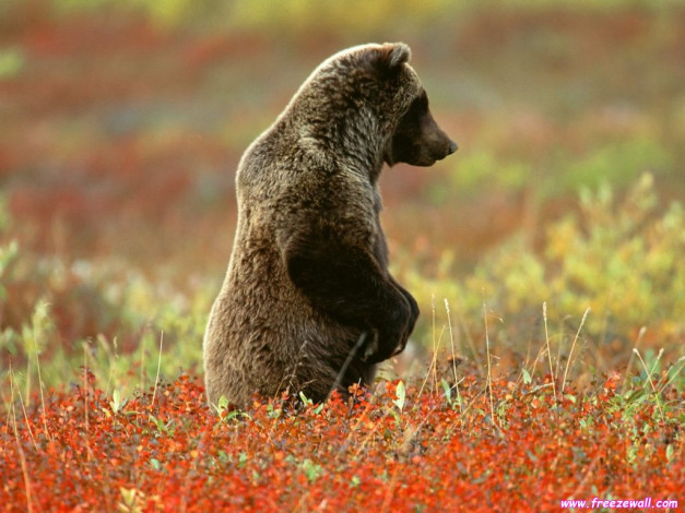 Обои картинки фото животные, медведи